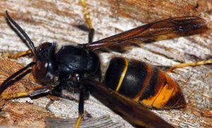 Lire la suite à propos de l’article Frelons asiatiques