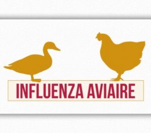 Lire la suite à propos de l’article Grippe aviaire Secteur Sud Loudunais