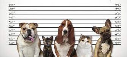 You are currently viewing Vagabonge des animaux domestiques